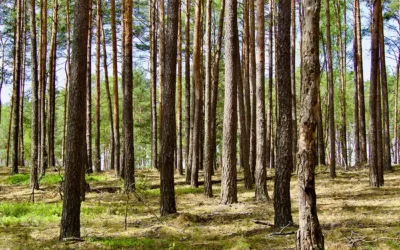 Le Vrai Professionnel : l’hygiène inspirée par la nature